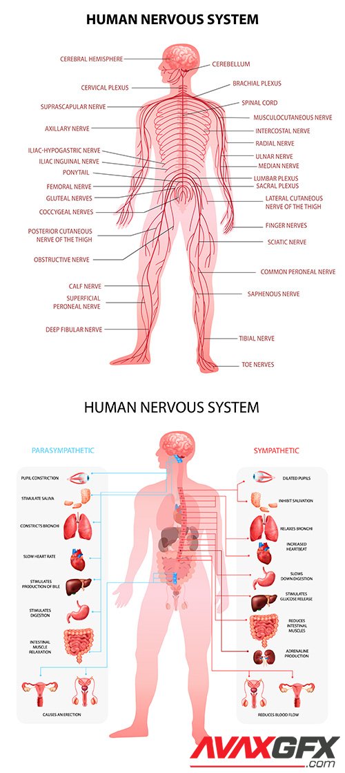 Human body central brain spinal cord and nervous system realistic educative