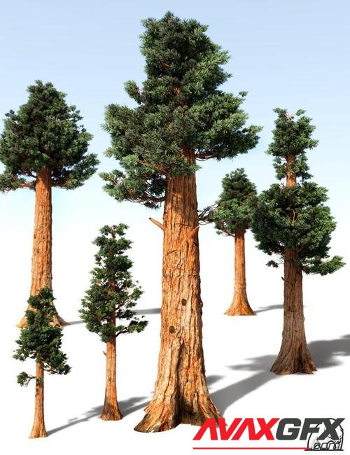 Giant Sequoia by AM