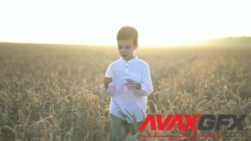 MotionArray – Child Walking Through Wheat 1043798