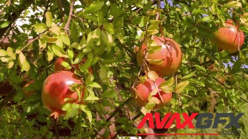 MotionArray – Pomegranate Tree 1048533