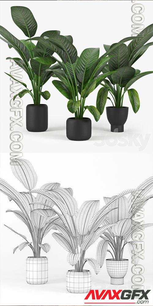 3D Models Tropical Palm