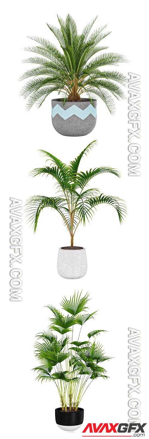 Palm plant collection 1 3D Model