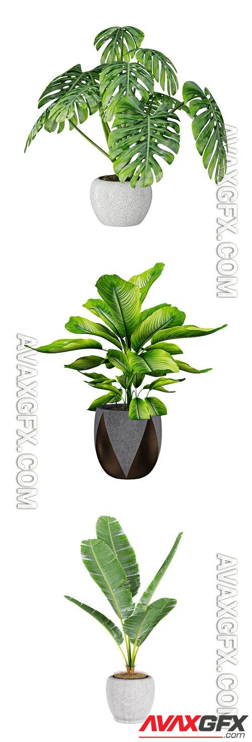 Banana plant, Monstera, Dieffenbachia 3D Model