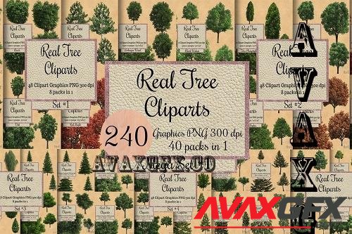 240 Real Tree Cliparts, Tree Overlays - 40 Premium Graphics